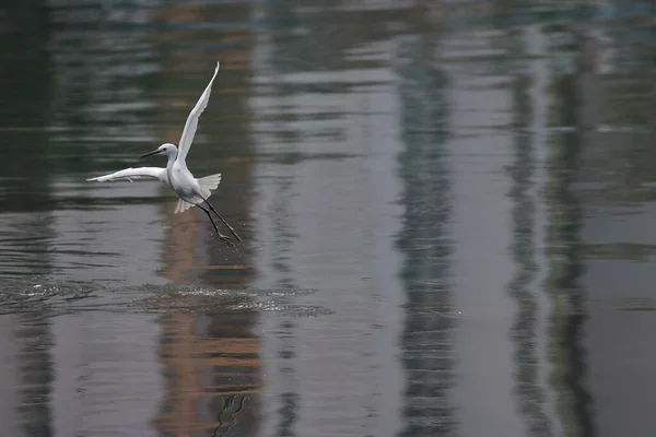 Feb 2022 Flying White Egret Coast — Stock Photo, Image