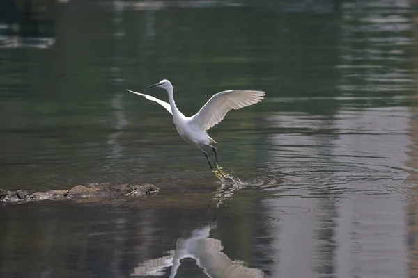 Feb 2022 Flying White Egret Coast — Stock Photo, Image