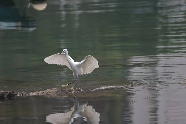 Feb 2022 Flying White Egret Coast — Stock Photo, Image