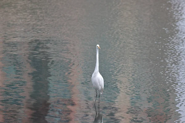 Φεβ 2022 Λευκό Egret Στην Ακτή Hong Kong — Φωτογραφία Αρχείου