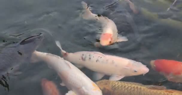 Peixe Koi Piscina Poleiros Esturjões Ornamentais Água — Vídeo de Stock