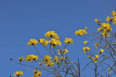 Tabebuia Chrysotricha sarı çiçeklerini kapatın.
