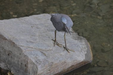Gagasında balık olan gri balıkçıl..