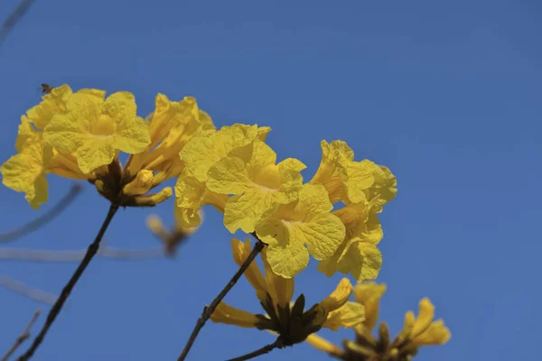 Закрыть Желтыми Цветками Tabebuia Chrysotricha — стоковое фото