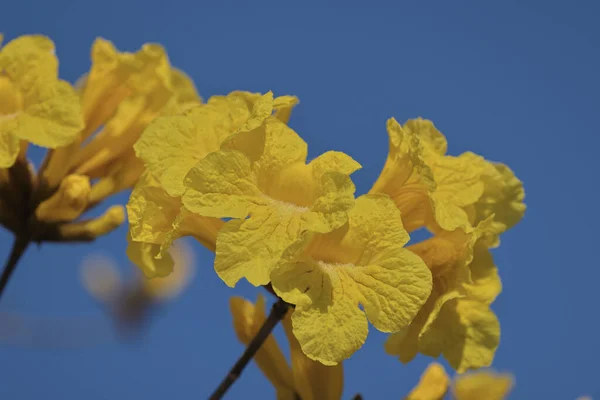 Tabebuia Chrysotricha Sarı Çiçeklerini Kapatın — Stok fotoğraf