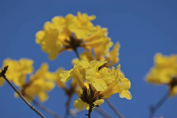 Tabebuia Chrysotricha Sarı Çiçeklerini Kapatın — Stok fotoğraf