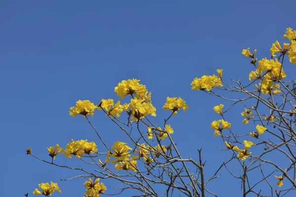 Tabebuia Chrysotricha Sarı Çiçeklerini Kapatın — Stok fotoğraf