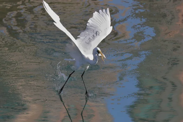 White Egret Coast Hong Kong March 2022 — Stock Photo, Image