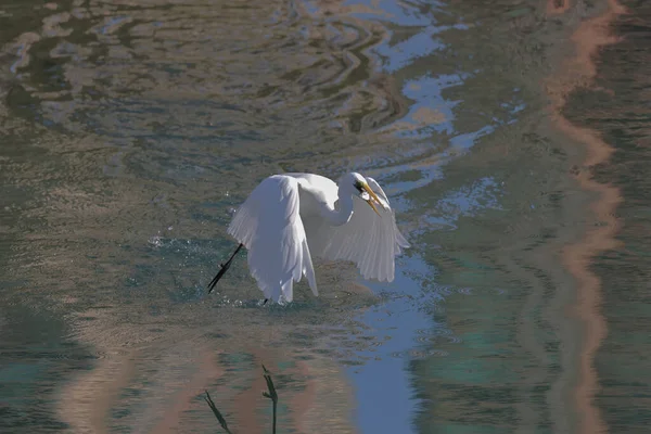 White Egret Coast Hong Kong March 2022 — Stock Photo, Image