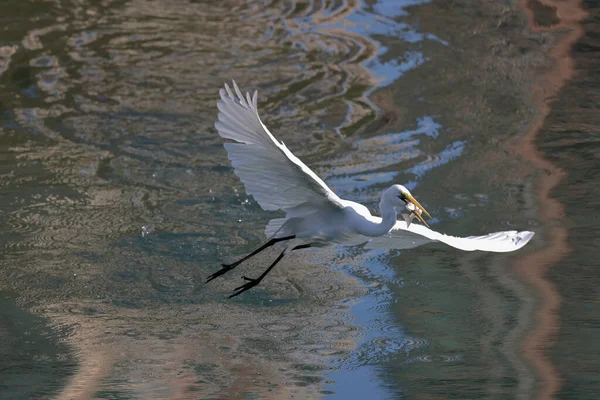 Aigrette Blanche Sur Côte Hong Kong Mars 2022 — Photo