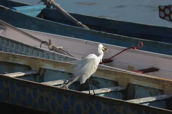 Aigrette Blanche Sur Côte Hong Kong Mars 2022 — Photo