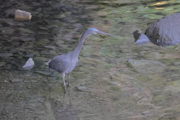 Airone Grigio Con Pesce Sul Becco — Foto Stock