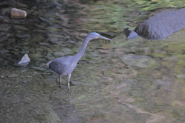 Héron Gris Avec Des Poissons Sur Bec — Photo