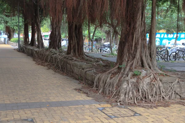 Abril 2021 Raízes Uma Árvore Madura Rachando Destruindo Calçada — Fotografia de Stock