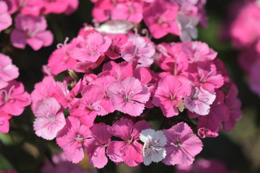pembe dianthus deltoides çiçekleri yaz bahçesinde.