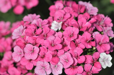 pembe dianthus deltoides çiçekleri yaz bahçesinde.