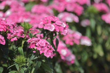 pembe dianthus deltoides çiçekleri yaz bahçesinde.