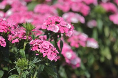 pembe dianthus deltoides çiçekleri yaz bahçesinde.
