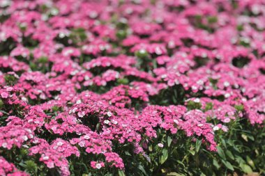 pembe dianthus deltoides çiçekleri yaz bahçesinde.