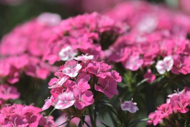 pembe dianthus deltoides çiçekleri yaz bahçesinde.