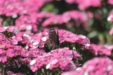 pembe dianthus deltoides çiçekleri yaz bahçesinde.