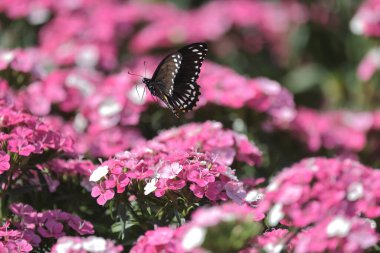 pembe dianthus deltoides çiçekleri yaz bahçesinde.