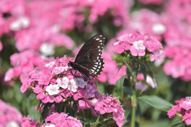 pembe dianthus deltoides çiçekleri yaz bahçesinde.