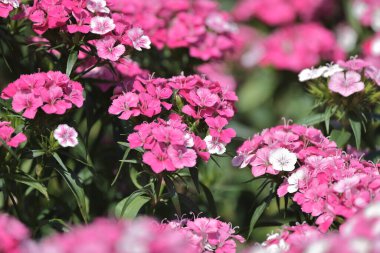 pembe dianthus deltoides çiçekleri yaz bahçesinde.