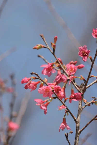 Die Blüte Des Prunus Serrulata Mit Blauem Himmel — Stockfoto