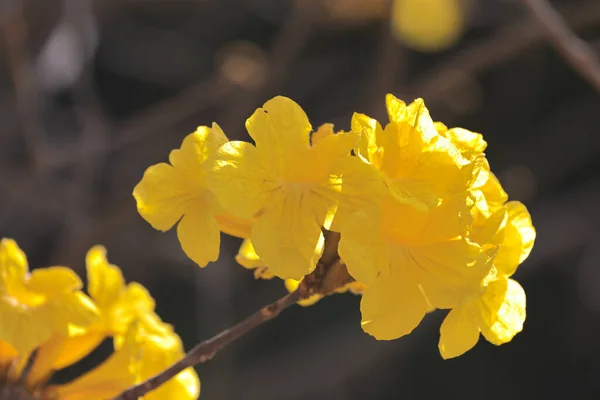 Ένα Κίτρινο Λουλούδια Από Handroanthus Albu — Φωτογραφία Αρχείου