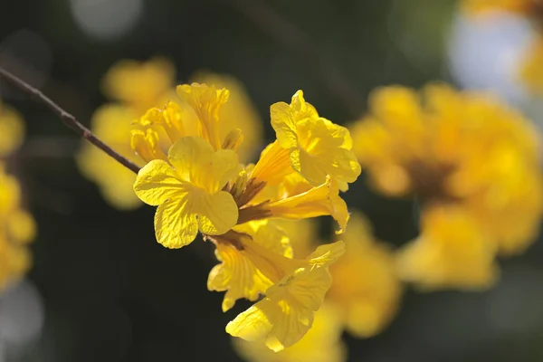 Ipe Fleurs Jaunes Handroanthus Albu — Photo