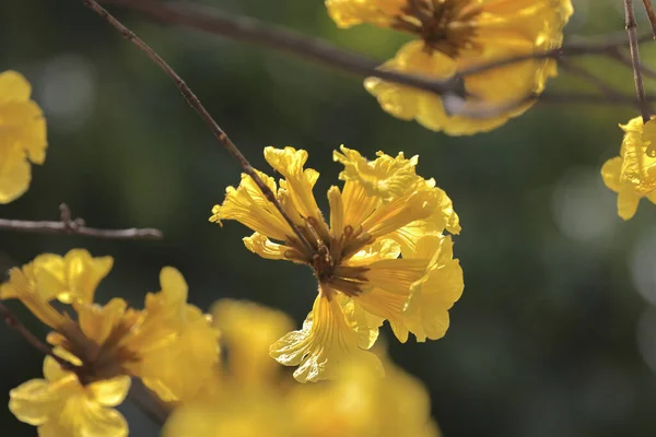 Handroanthus Albu Nun Ipe Sarı Çiçekleri — Stok fotoğraf