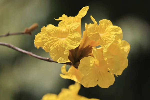 Ein Ipe Yellow Flowers Von Handroanthus Albu — Stockfoto