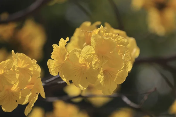 Ipe Yellow Flowers Handroanthus Albu — Stock Photo, Image
