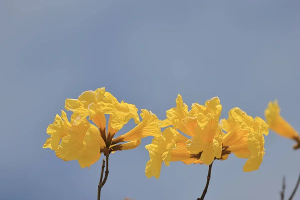 Handroanthus Albu Nun Ipe Sarı Çiçekleri — Stok fotoğraf