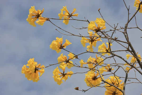 Handroanthus Albu Nun Ipe Sarı Çiçekleri — Stok fotoğraf
