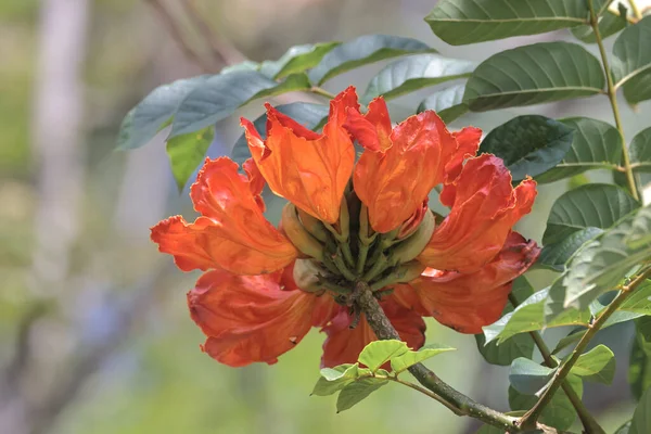 庭のスパソディアカンパヌラータの花 春のティム — ストック写真