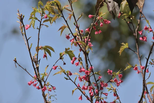 Prunus Serrulata Fleurit Avec Ciel Bleu — Photo