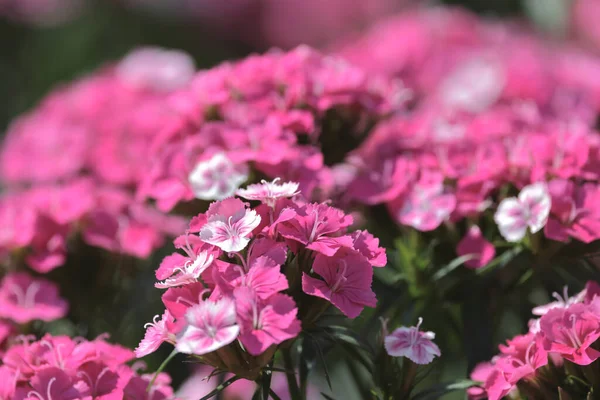 Rosa Dianthus Deltoides Flores Jardín Verano —  Fotos de Stock