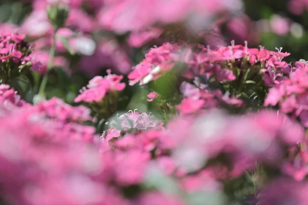 Rosa Dianthus Deltoides Flores Jardín Verano —  Fotos de Stock