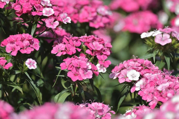 Rosa Dianthus Deltoides Flores Jardim Verão — Fotografia de Stock