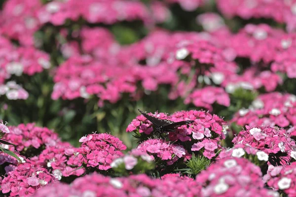 Ροζ Λουλούδια Dianthus Deltoides Στον Καλοκαιρινό Κήπο — Φωτογραφία Αρχείου