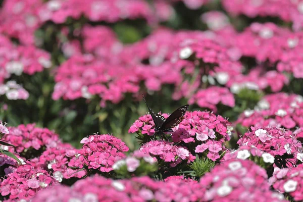 Rosafarbener Dianthus Deltoides Blüht Sommergarten — Stockfoto