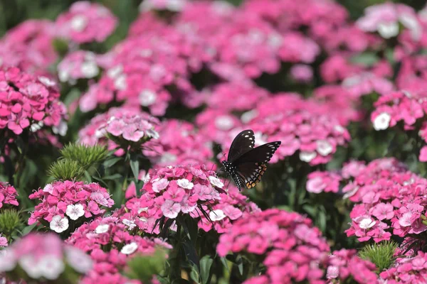 Rosa Dianthus Deltoides Flores Jardim Verão — Fotografia de Stock