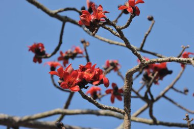 Kırmızı İpek Pamuk Çiçeğinin Kapanışı