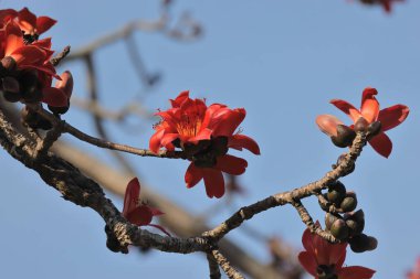 Kırmızı İpek Pamuk Çiçeğinin Kapanışı