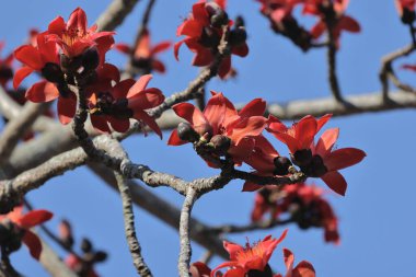 Kırmızı İpek Pamuk Çiçeğinin Kapanışı