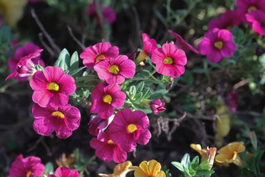Kalibrakhoa ya da çan çiçeği, ekilmiş bir milyonun çiçeği