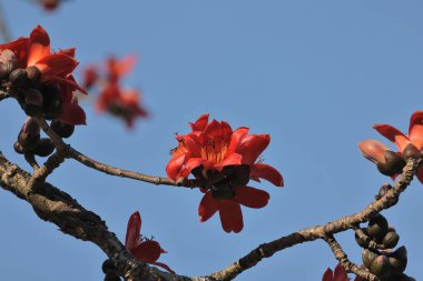 Kırmızı İpek Pamuk Çiçeğinin Kapanışı