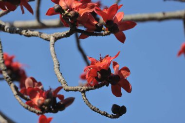 Kırmızı İpek Pamuk Çiçeğinin Kapanışı